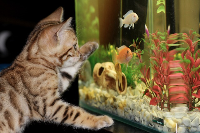 Как чистить аквариум в домашних условиях, как содержать аквариум в домашних условиях, инструкция