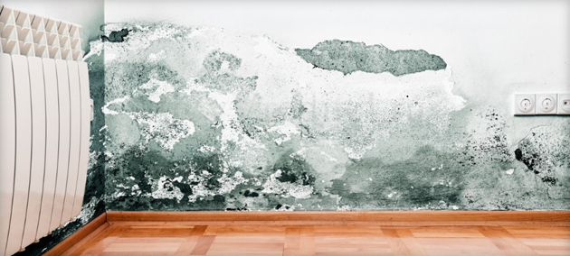 Плесень на стене в квартире: что делать, как избавиться от грибка на стенах
