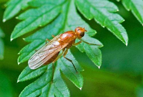 Морковная муха: как с ней бороться, как избавиться от морковной мухи на грядках
