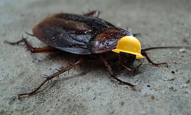 Как вывести тараканов, как бороться с тараканами в квартире