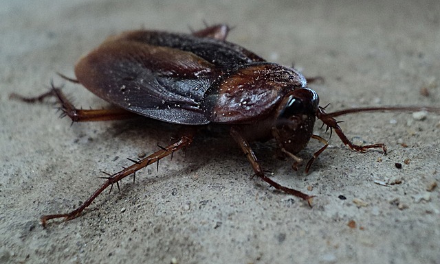 Как вывести тараканов, как бороться с тараканами в квартире