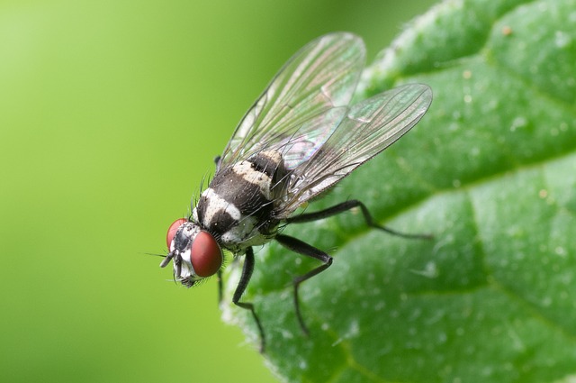 Мухи в квартире: уничтожение мух, средство от мух в помещении