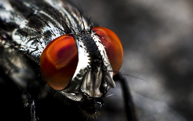 Мухи в квартире: уничтожение мух, средство от мух в помещении