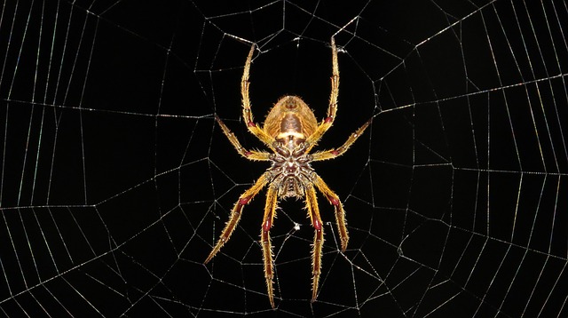Домашние пауки: разновидности пауков, можно ли убивать пауков в квартире, как избавиться от пауков в доме навсегда