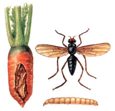 Морковная муха: как с ней бороться, как избавиться от морковной мухи на грядках