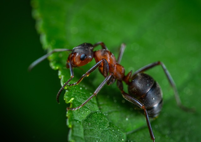 15 средств от муравьев в квартире, как избавиться от домашних муравьев
