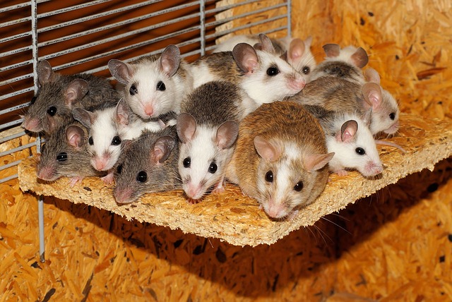 15 средств от мышей: как бороться с мышами в частном доме и квартире, чего боятся мыши