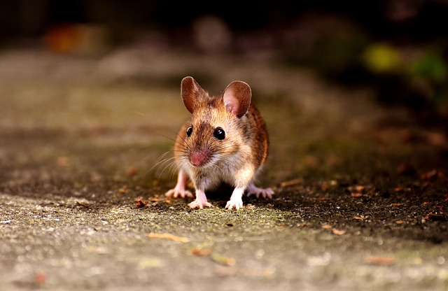 15 средств от мышей: как бороться с мышами в частном доме и квартире, чего боятся мыши