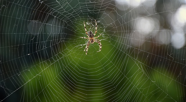 Домашние пауки: разновидности пауков, можно ли убивать пауков в квартире, как избавиться от пауков в доме навсегда