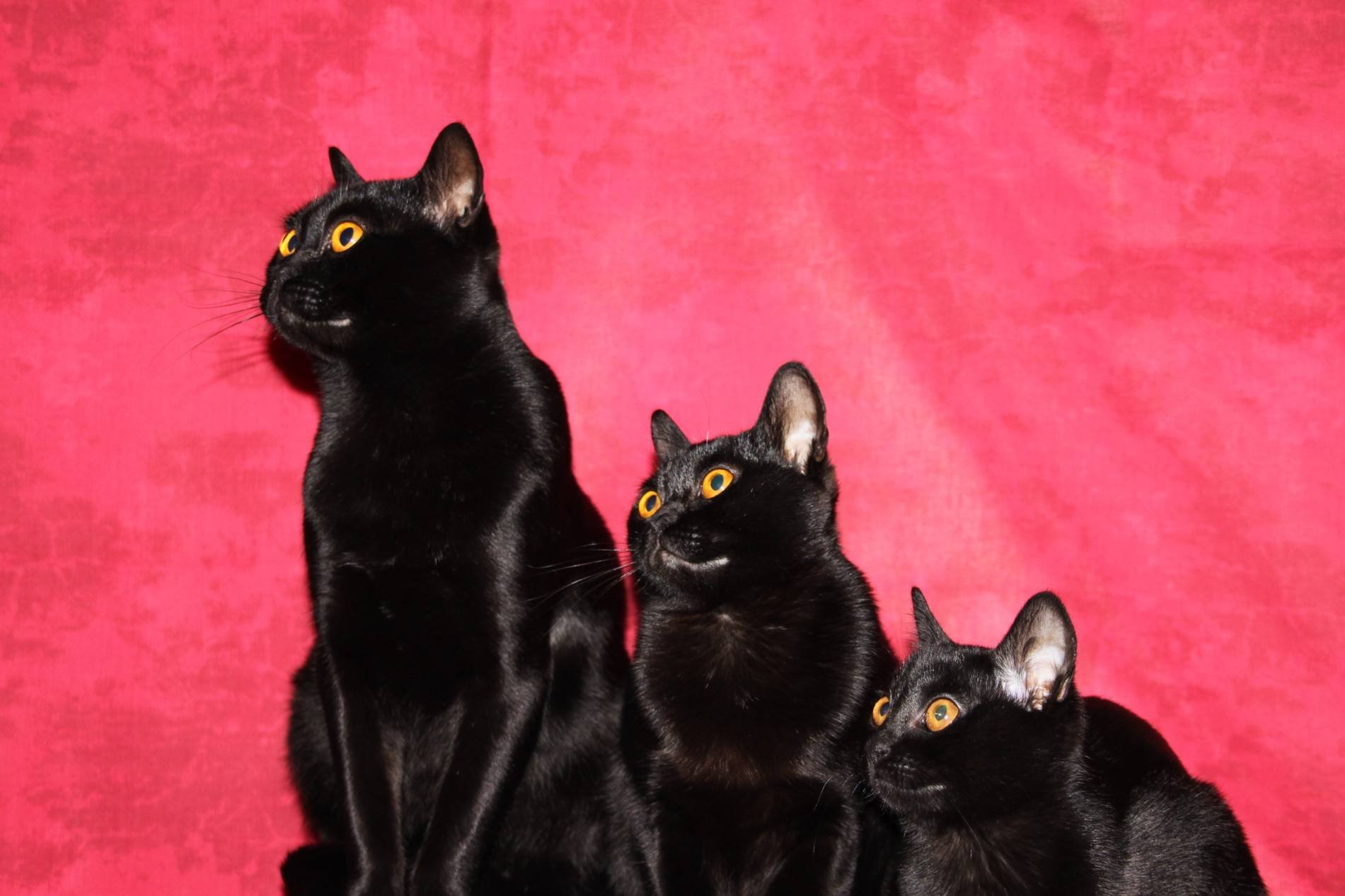 Описание черной кошки. Бомбейская кошка. Чёрная кошка порода Бомбейская. Порода кошек Бомбейская кошка. Бомбейская кошка американская.